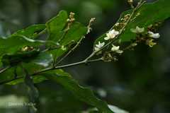 Xanthophyllum arnottianum